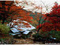 西山興隆寺（紅葉）／丹原町