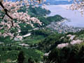 野福峠（桜）／明浜町