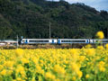 菜の花畑の横を走行する特急列車