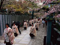 金刀比羅宮（桜花祭）／琴平町 