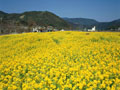 菜の花／田野町