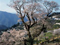 ひょうたん桜／吾川村