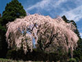 しだれ桜／仁淀村