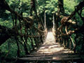 祖谷のかずら橋／西祖谷山村